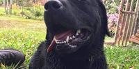 Cão farejador Barney pertencia ao Corpo de Bombeiros Militar de Santa Catarina