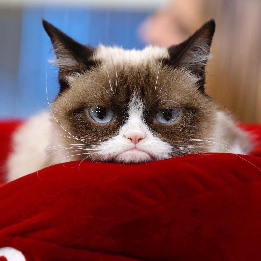 Gata conquistou milh&otilde;es de f&atilde;s no mundo por estar sempre com express&atilde;o rabugenta