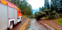 Quedas de árvores obstruíram rodovias da região