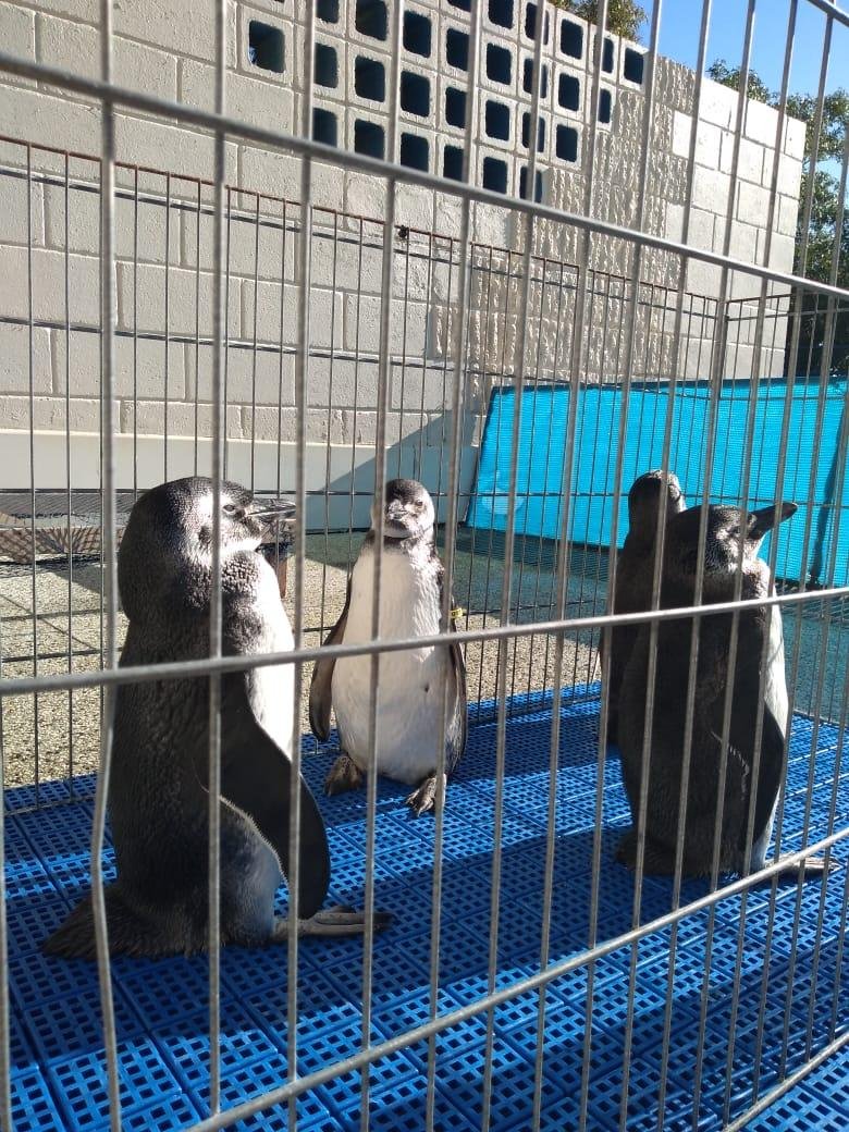 Animais est&atilde;o em processo de migra&ccedil;&atilde;o e se perderam do grupo