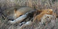 Grupo de leões foi visto próximo a cidade no nordeste da África do Sul