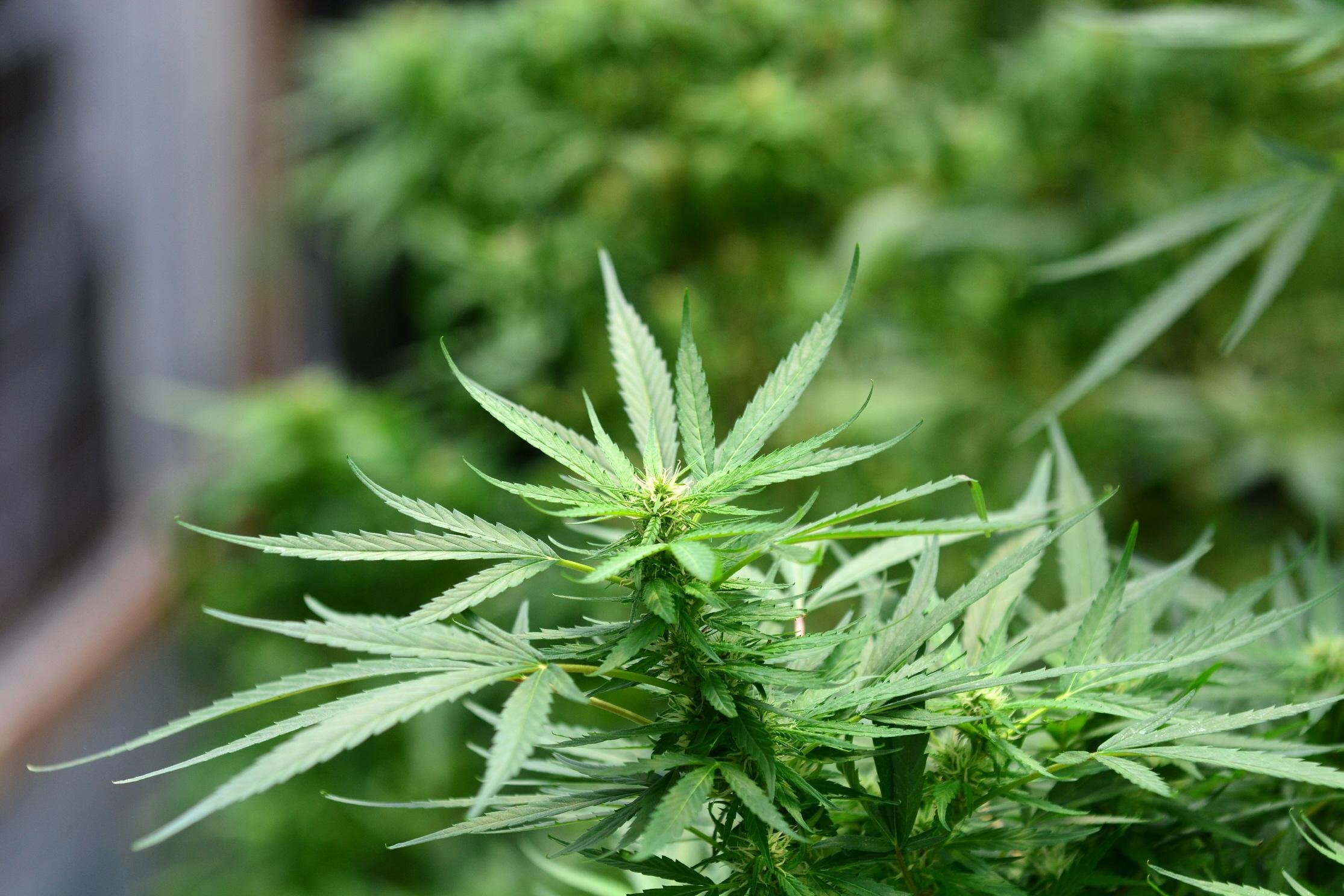 Uso de derivados da maconha &eacute; mais comum em enfermidades degenerativas como doen&ccedil;a de Parkinson