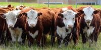 Exportação de carne bovina para o país asiático havia sido suspensa no começo de junho