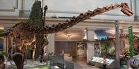Jurássico, parente do diplodoco, tem 13 metros de comprimento e 6,20 metros de altura
