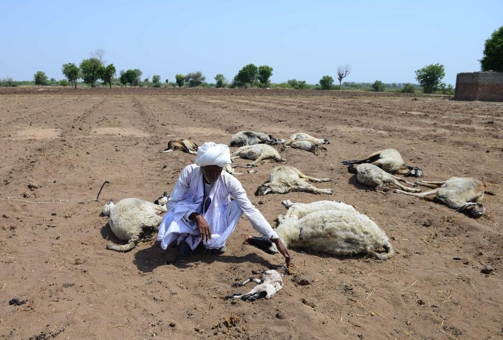 Animais tamb&eacute;m sofreram com o calor extremo no norte da &Iacute;ndia