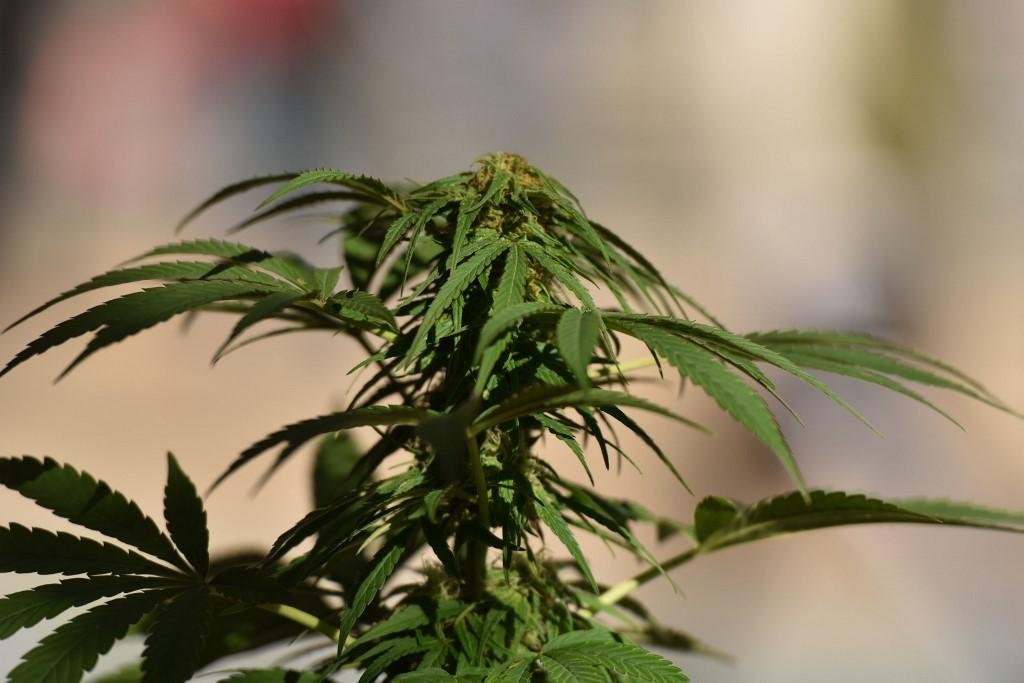 No Canad&aacute;, cannabis medicinal foi legalizada em 2001 e consumo recreativo em outubro de 2018