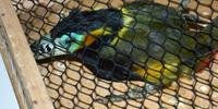 Aproximadamente 80 pássaros silvestres foram apreendidos pela Polícia Rodoviária Federal em Uruguaiana