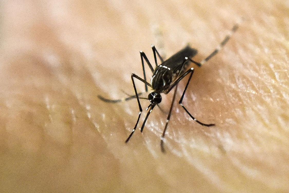 No in&iacute;cio do ano, os demais 320 munic&iacute;pios com a presen&ccedil;a do mosquito j&aacute; tinham recebido R$ 4,5 milh&otilde;es