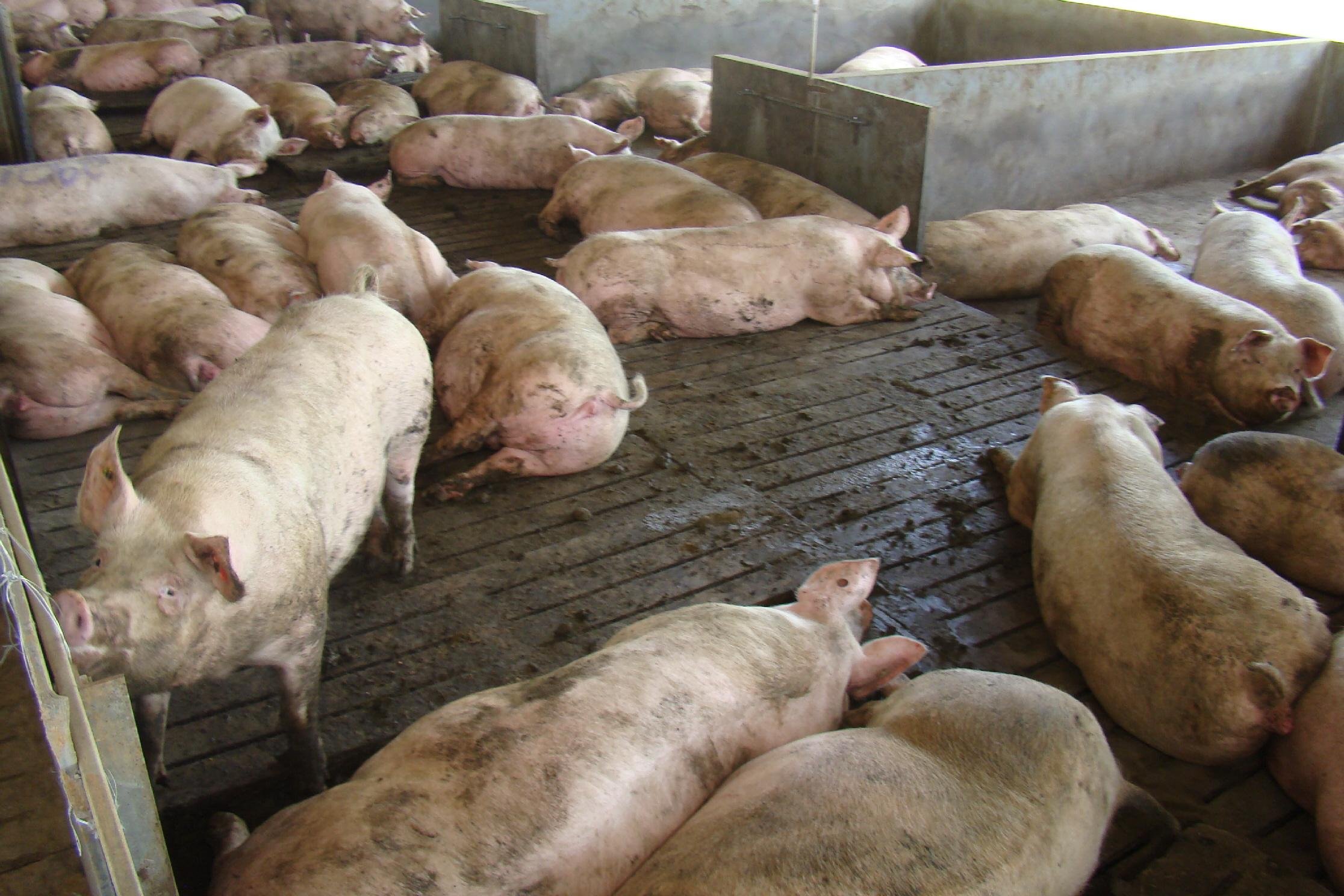 Organiza&ccedil;&atilde;o das Na&ccedil;&otilde;es Unidas para Agricultura e Alimenta&ccedil;&atilde;o (FAO) informa que 3.739.565 su&iacute;nos j&aacute; foram eliminados em pa&iacute;ses asi&aacute;ticos devido a peste