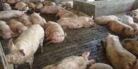Organização das Nações Unidas para Agricultura e Alimentação (FAO) informa que 3.739.565 suínos já foram eliminados em países asiáticos devido a peste