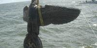 Governo uruguaio deverá vender uma imensa águia nazista de bronze, resgatada de um navio de guerra da época da II GM