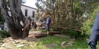 Árvores caíram por conta da força dos ventos em Santa Maria