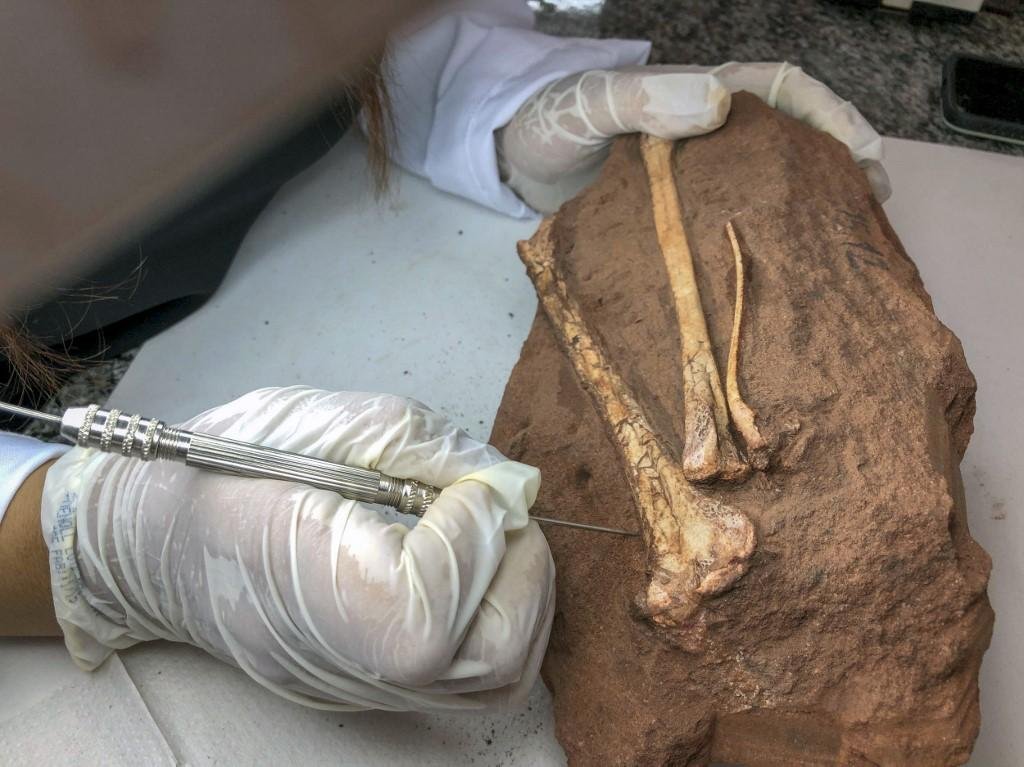 Vespersaurus foi colocado na linhagem dos ter&oacute;podes, grupo dos dinossauros carn&iacute;voros b&iacute;pedes