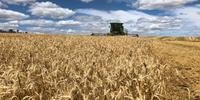 Conab calcula uma produção de 1,936 milhão de toneladas de trigo