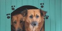 Moradores disputam sobre permanência de cães que foram adotados por vizinhança