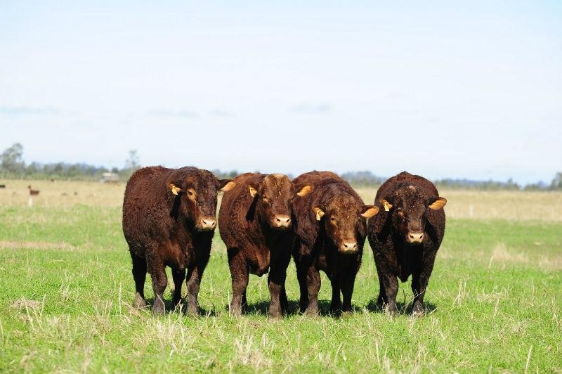 Bovinos da ra&ccedil;a Devon est&atilde;o entre os inscritos na Expointer