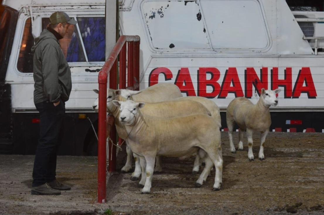 Animais da Cabanha Oliveira foram os primeiros a chegar na Expointer