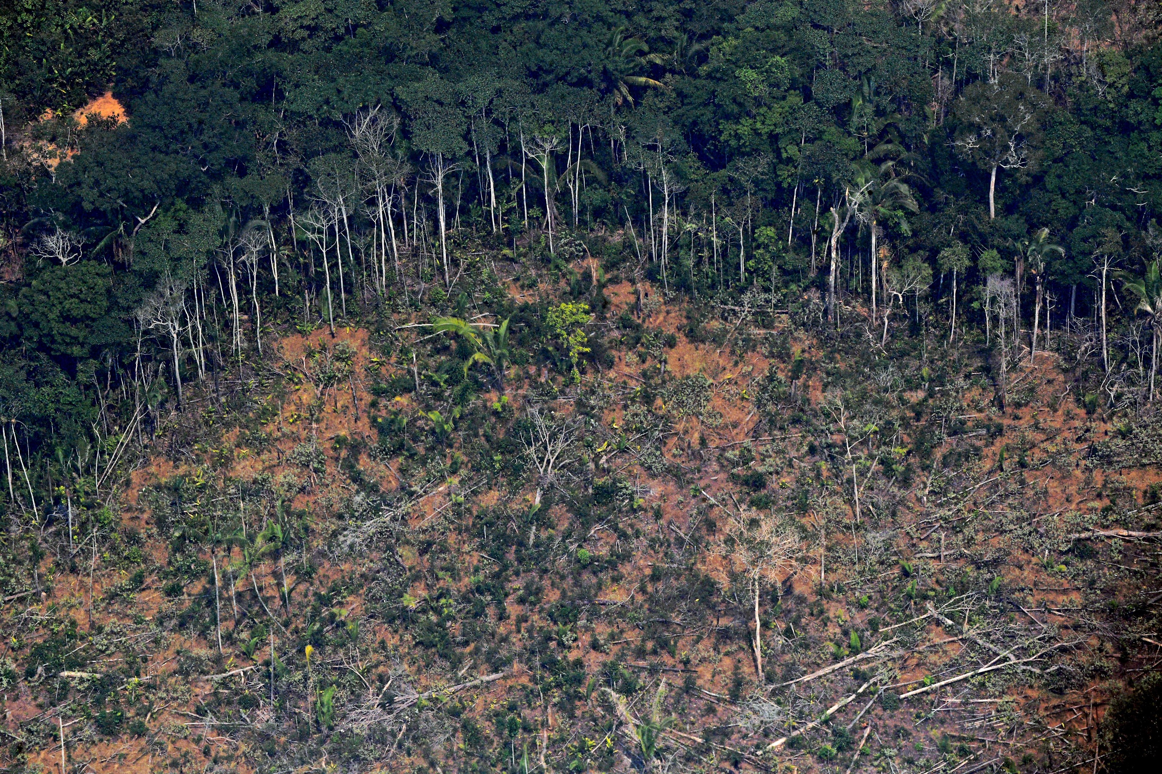 Comunidade internacional se mobiliza pelas queimadas na floresta