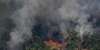 Incêndios na Amazônia estão diretamente relacionados ao desmatamento para fins agrícolas e pecuários
