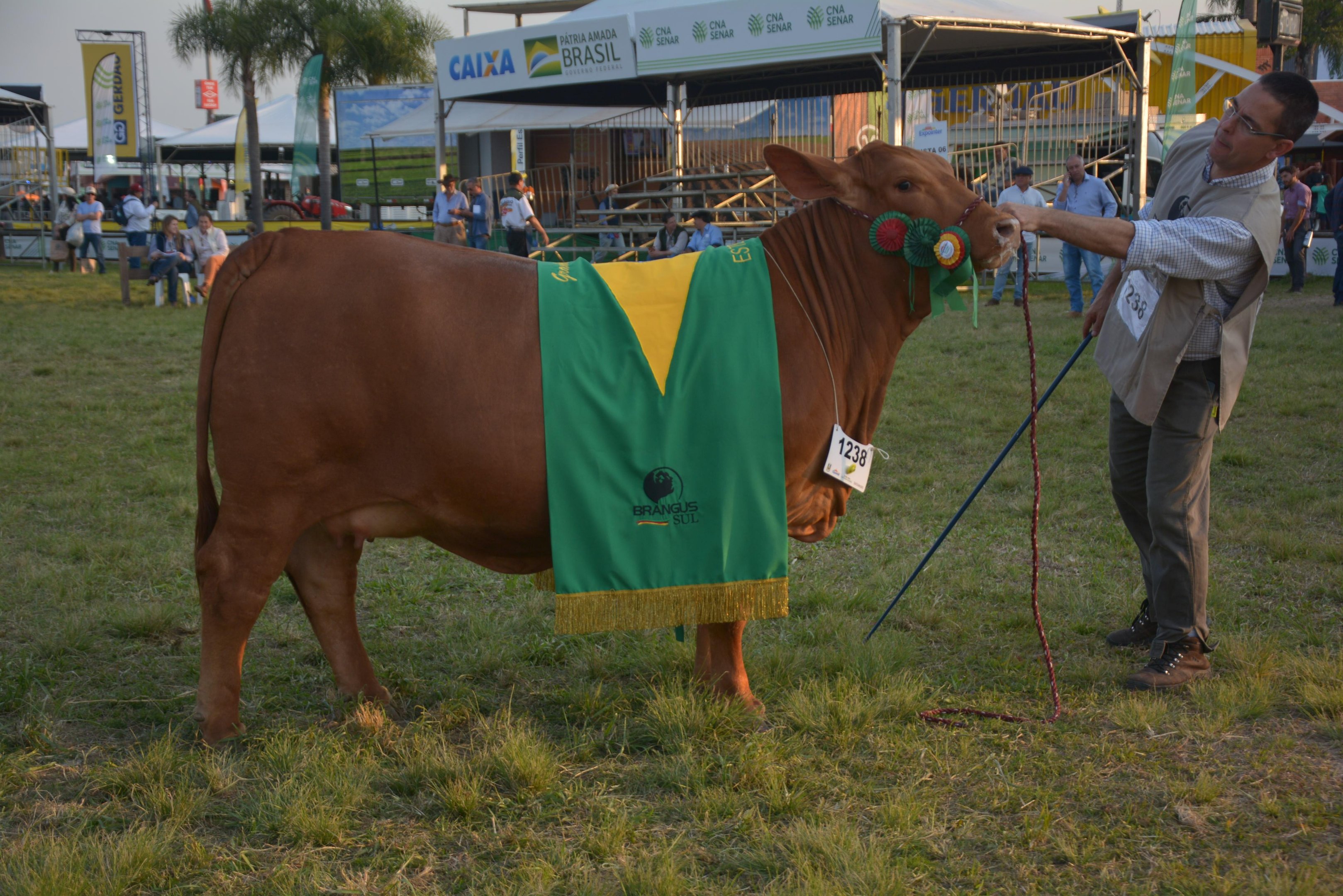 Vaca Fsm Hemingway Panzer 4g 348 (box 1238) foi a escolhida grande campe&atilde; na categoria f&ecirc;mea