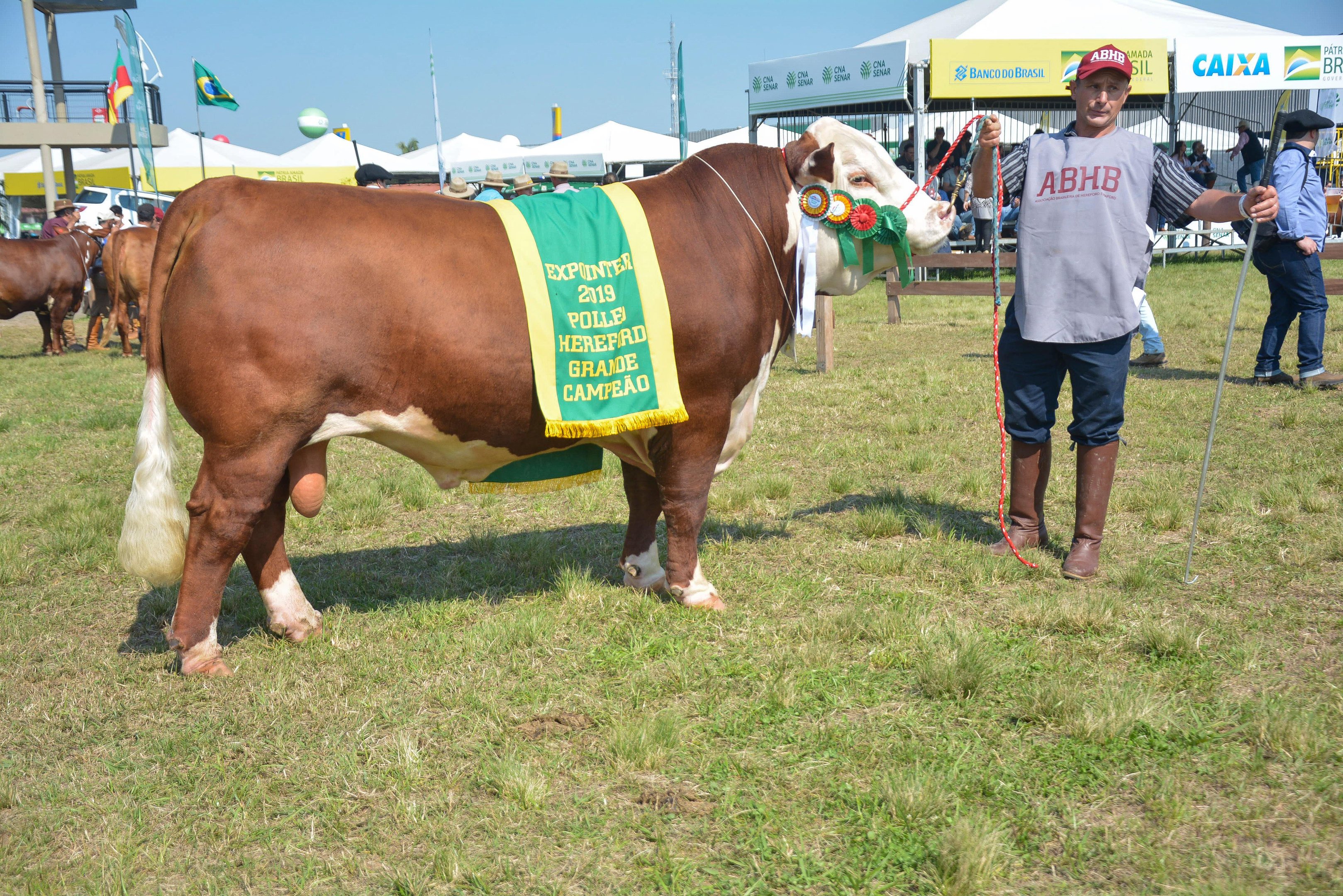 &Eacute; de S&atilde;o Gabriel o supremo campe&atilde;o da ra&ccedil;a Hereford na edi&ccedil;&atilde;o 2019 da Expointer