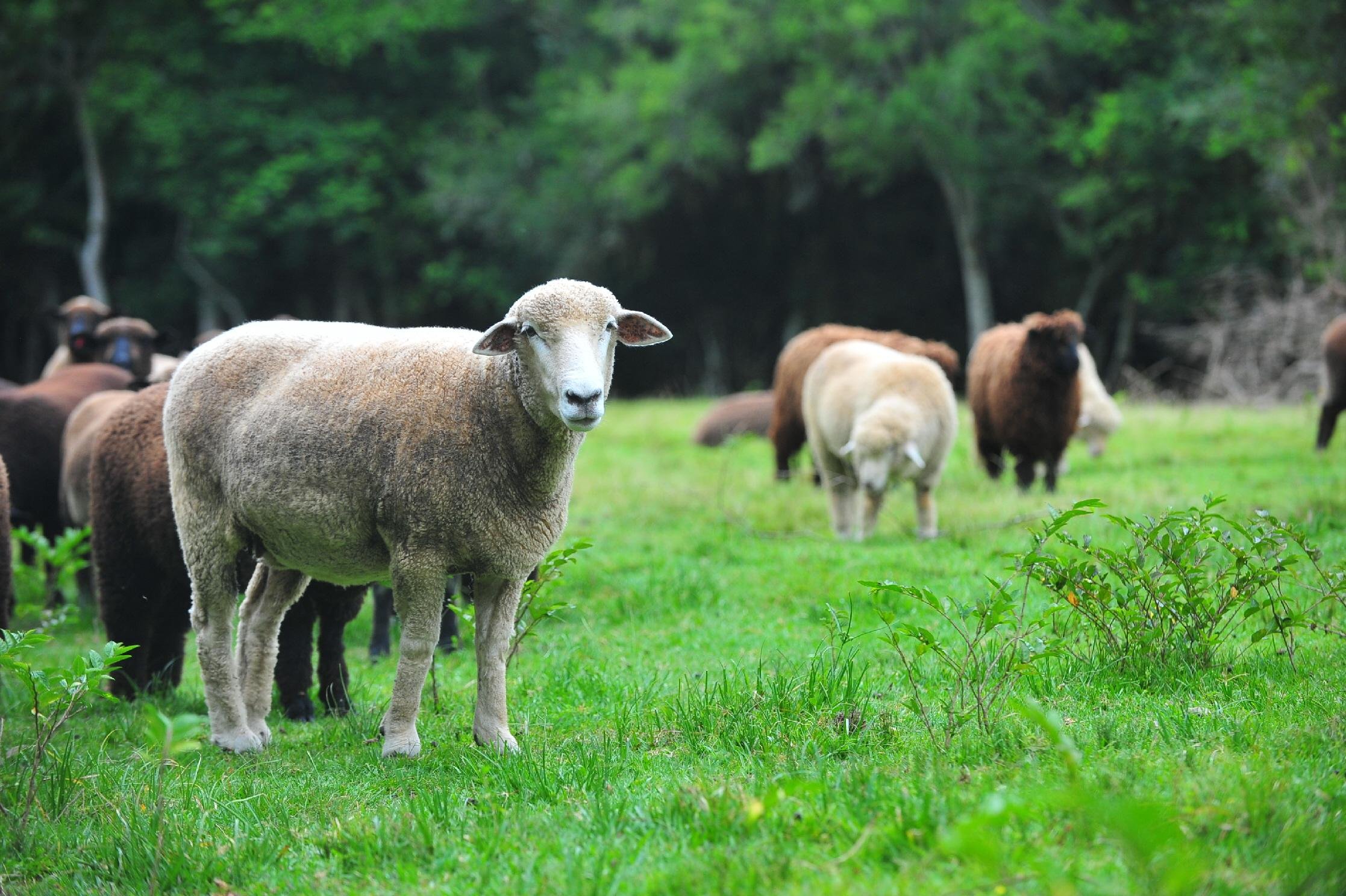 Ataque de c&atilde;es selvagens aos rebanhos tem causado preju&iacute;zos em diversos munic&iacute;pios ga&uacute;chos