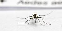 Mosquito é o transmissor da dengue, zika e chikungunya