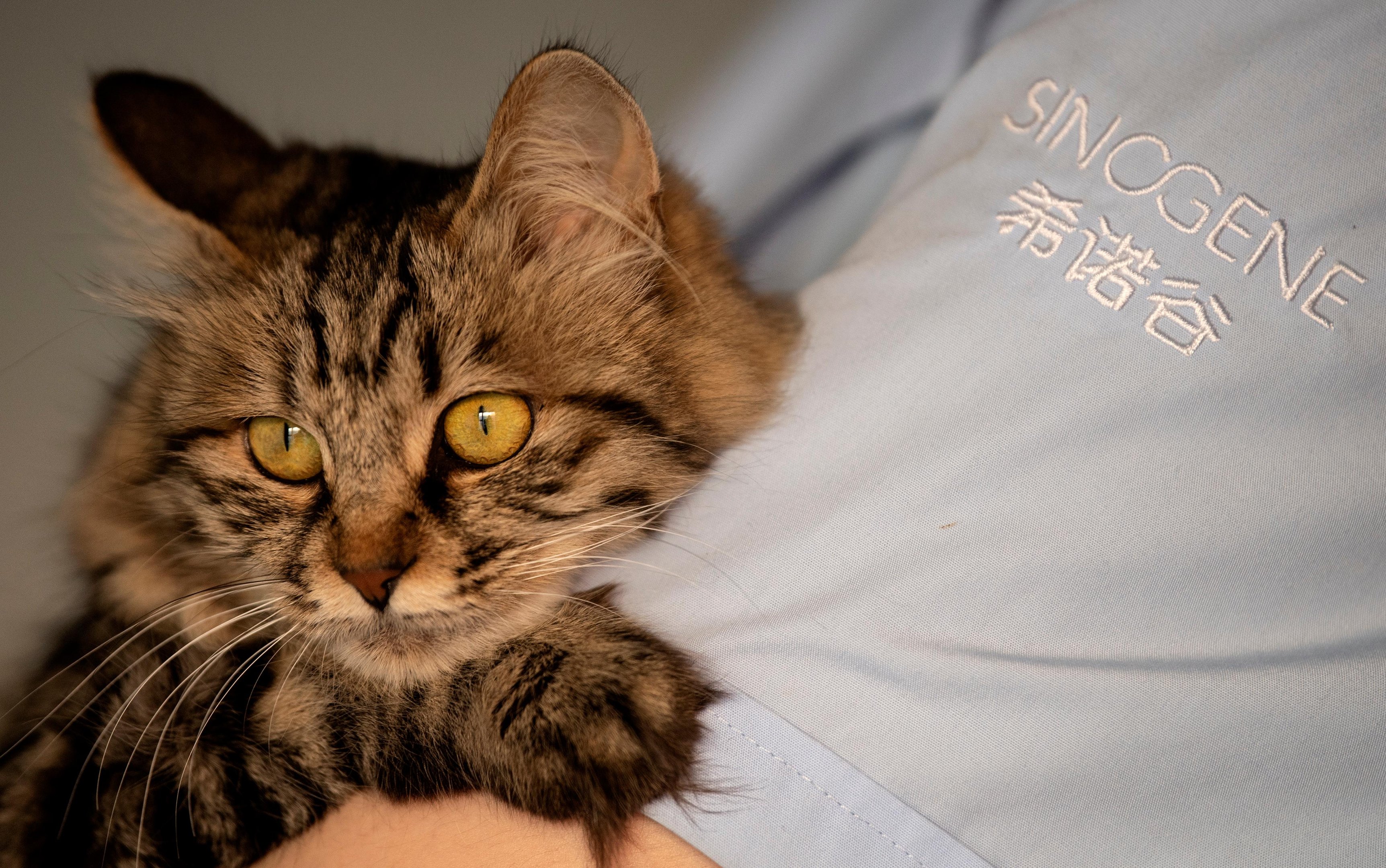 Uma empresa de Pequim conseguiu clonar um gato pela primeira vez na China
