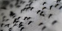 Ministério da Saúde antecipou campanha para que haja maior conscientização sobre o combate ao mosquito