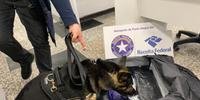 Cão farejador identificou pacote com droga