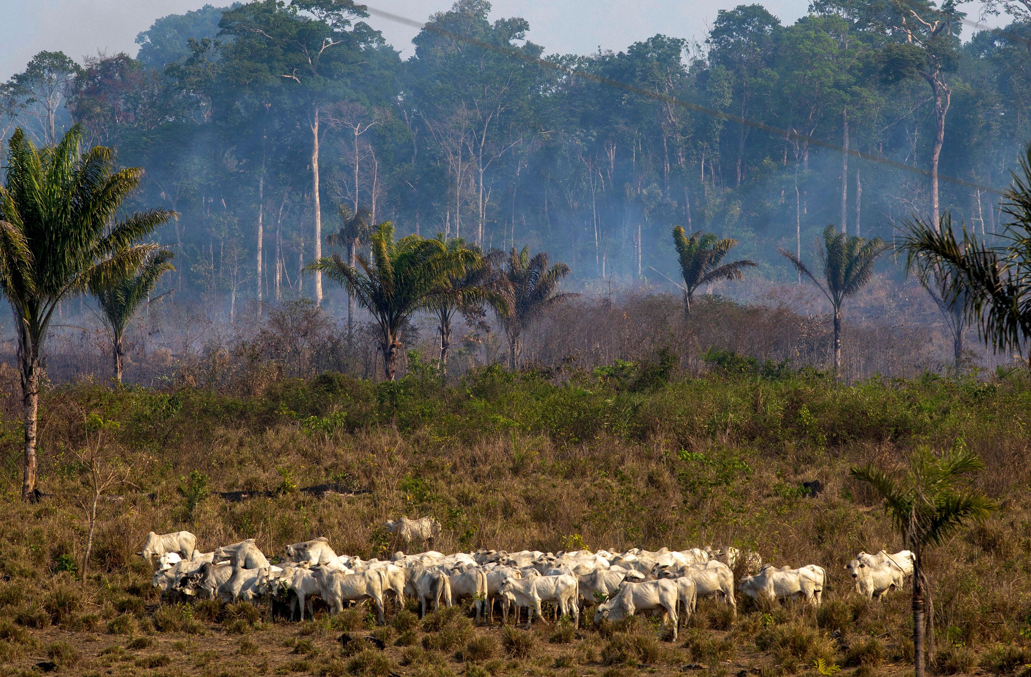Banco Mundial, o Banco Interamericano de Desenvolvimento e a ONG Conserva&ccedil;&atilde;o Internacional decidiram doar US$ 500 milh&otilde;es adicionais para o reflorestamento da Amaz&ocirc;nia e de outras florestas tropicais
