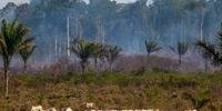 Banco Mundial, o Banco Interamericano de Desenvolvimento e a ONG Conservação Internacional decidiram doar US$ 500 milhões adicionais para o reflorestamento da Amazônia e de outras florestas tropicais
