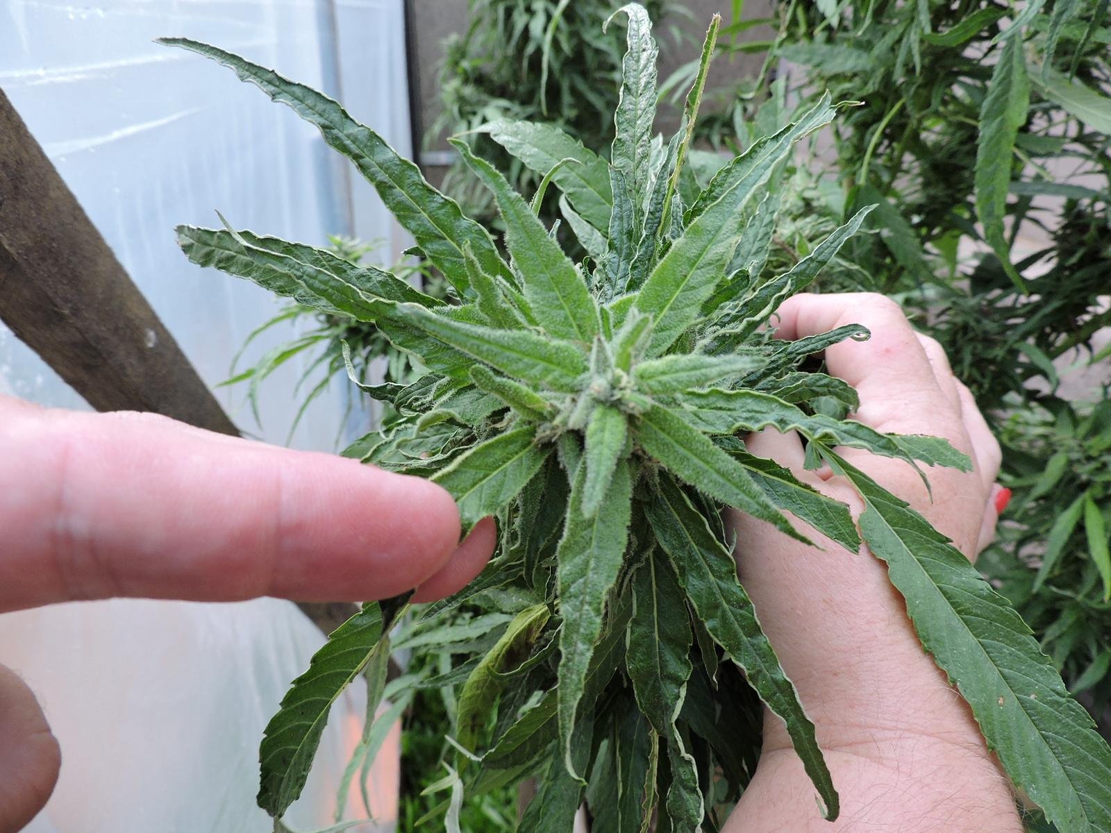 Canabidiol &eacute; uma das subst&acirc;ncias presentes na maconha