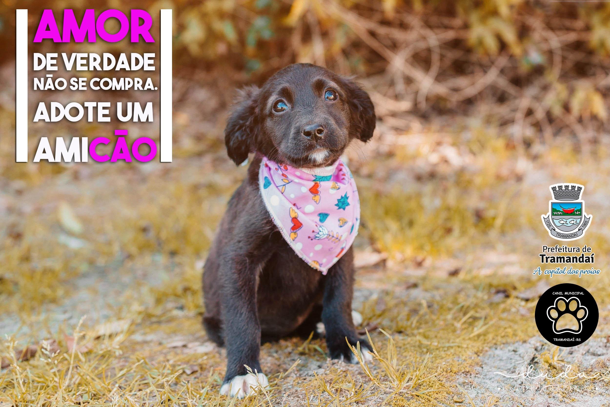 Dezenas de c&atilde;es e gatos em condi&ccedil;&otilde;es de ado&ccedil;&atilde;o em Tramanda&iacute;