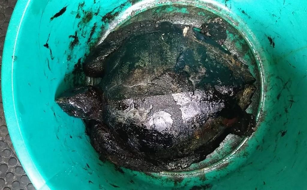 Requerimento pede informa&ccedil;&otilde;es acerca da popula&ccedil;&atilde;o atingida, esp&eacute;cies da fauna e flora e praias afetadas