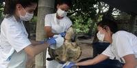 Petróleo afetou animais em praias brasileiras