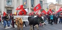 Vacas foram levadas ao protesto