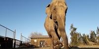 Animal vai viver no Santuário de Elefantes, na Chapada dos Guimarães, em Mato Grosso