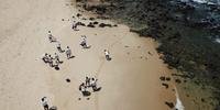 Praia da Barra, no Rio Grande do Norte, é uma das atingidas pelo derramamento de óleo