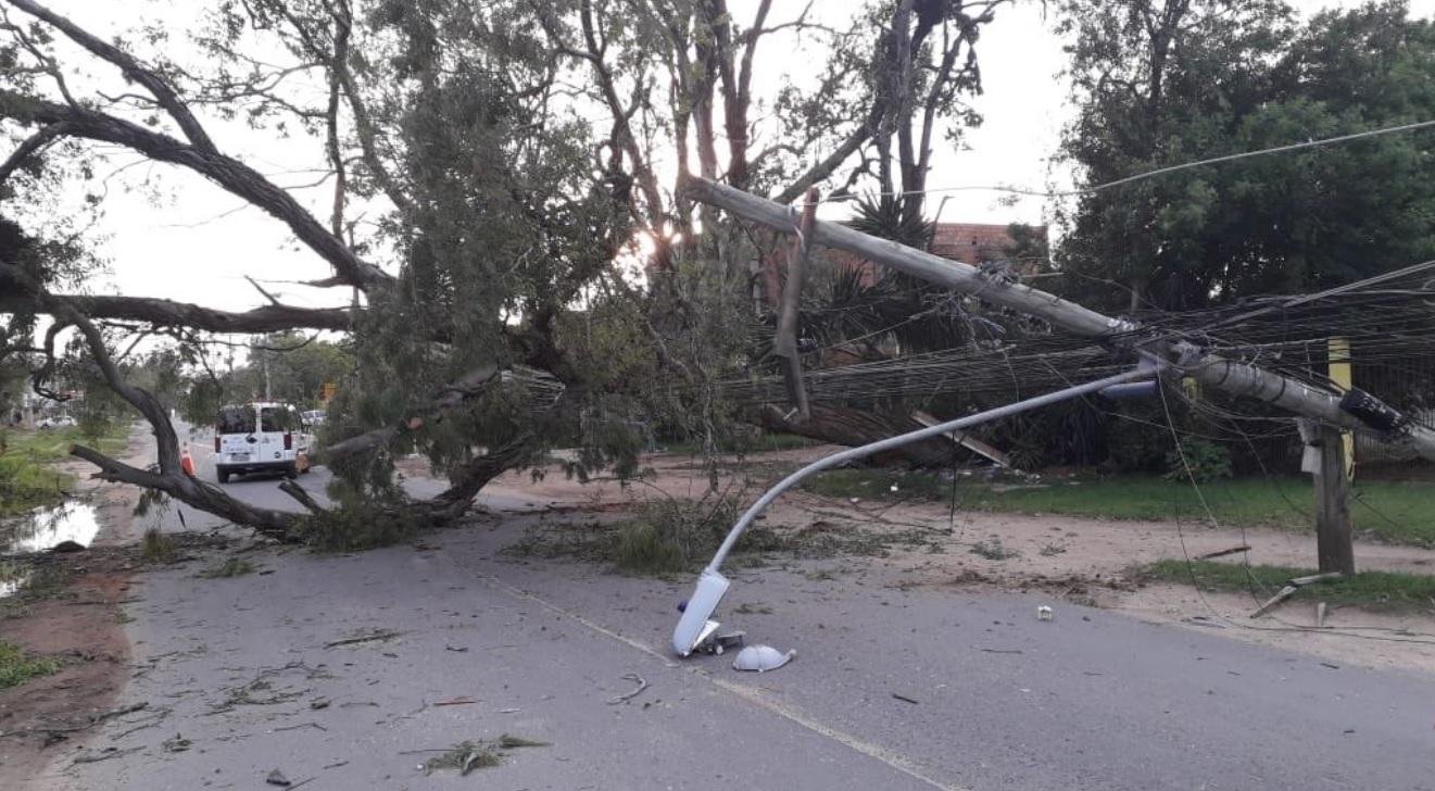 &Aacute;rvore de grande porte caiu durante a madrugada desta ter&ccedil;a-feira na Estrada da Ponta Grossa