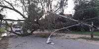 Árvore de grande porte caiu durante a madrugada desta terça-feira na Estrada da Ponta Grossa