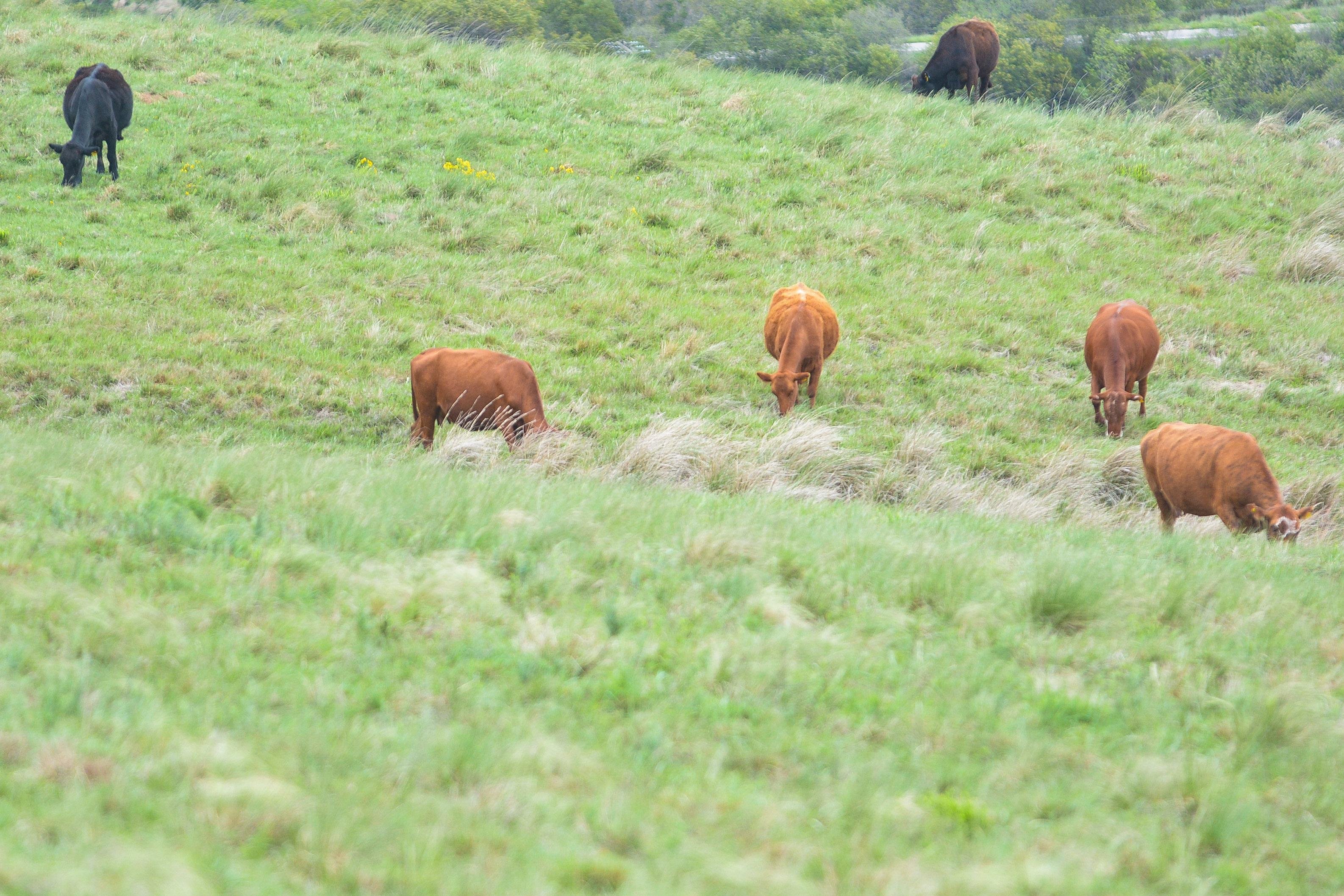 Agropecu&aacute;ria impactou negativamente no PIB ga&uacute;cho