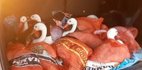 Pássaro, ensacados dentro do compartimento de uma Toyota Hilux, foram resgatados e encaminhados ao Ibama