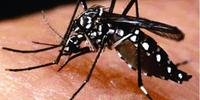 São Borja já registro, somente este ano, 2,3 mil focos do mosquito Aedes aegypti