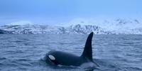 Orcas fêmeas perdem sua capacidade de reprodução entre os 30 e os 40 anos