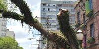 Árvores cortadas na Cidade Baixa