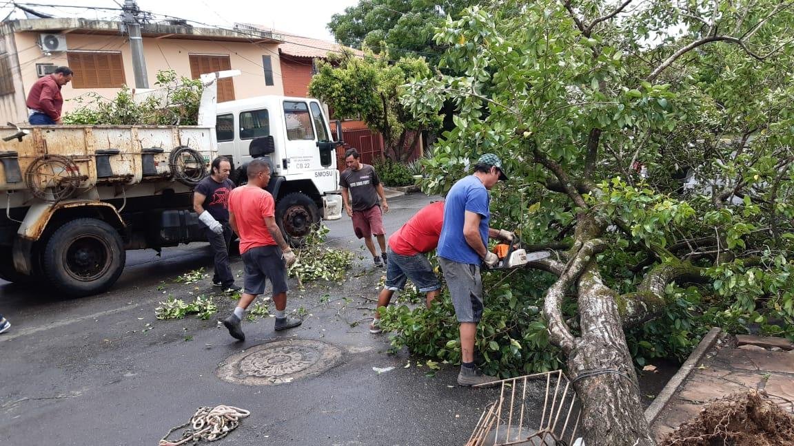 Em Uruguaiana, &aacute;rvores ca&iacute;ram com os fortes ventos