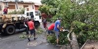Em Uruguaiana, árvores caíram com os fortes ventos