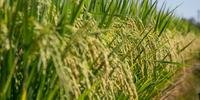 Aquecimento do mercado interno também favorece quadro econômico da produção de arroz