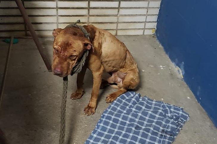 Animais foram resgatados com muitos ferimentos e, alguns, mortos